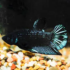 Image of Black Starfire Plakat Betta Male