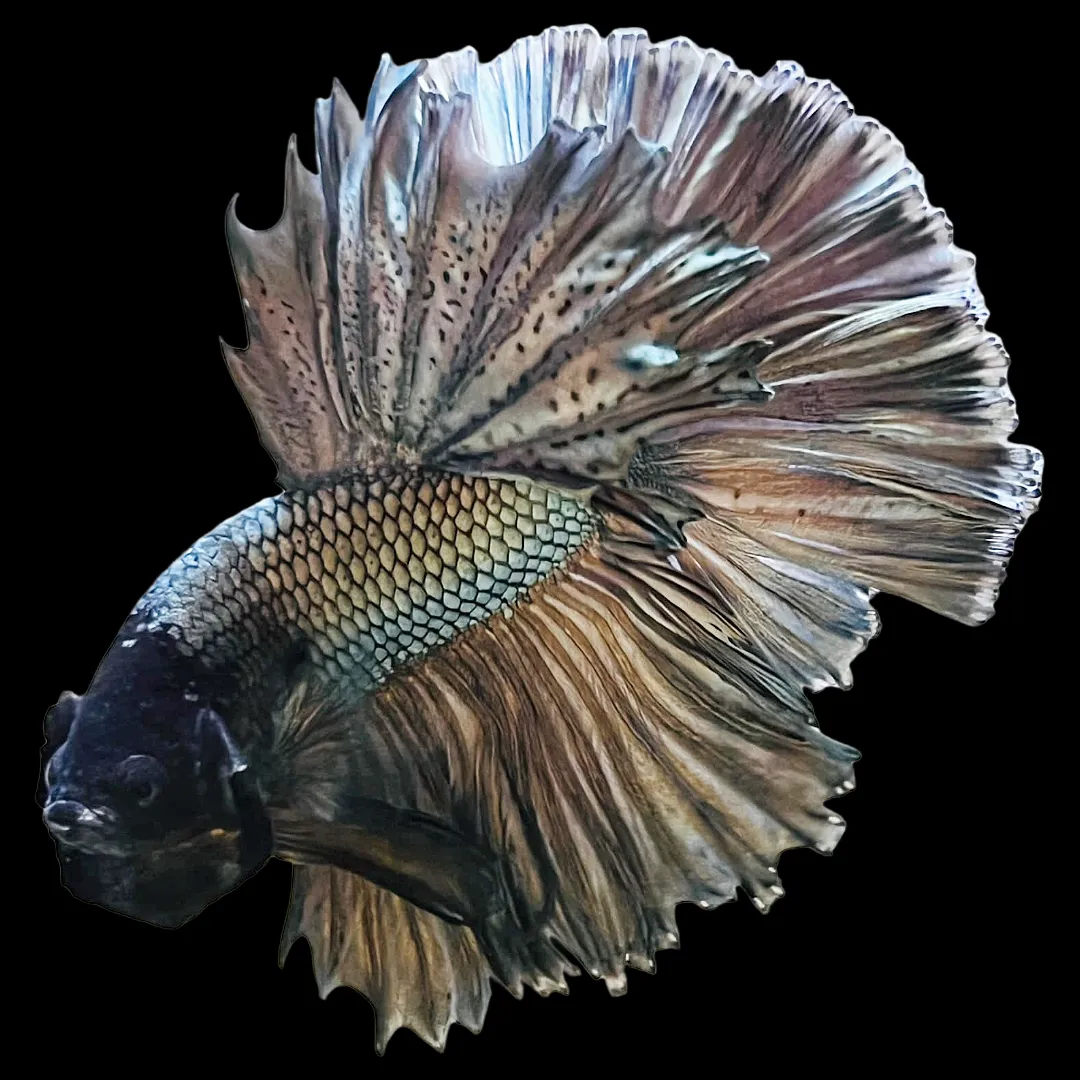 Image of Halfmoon Copper Betta Male