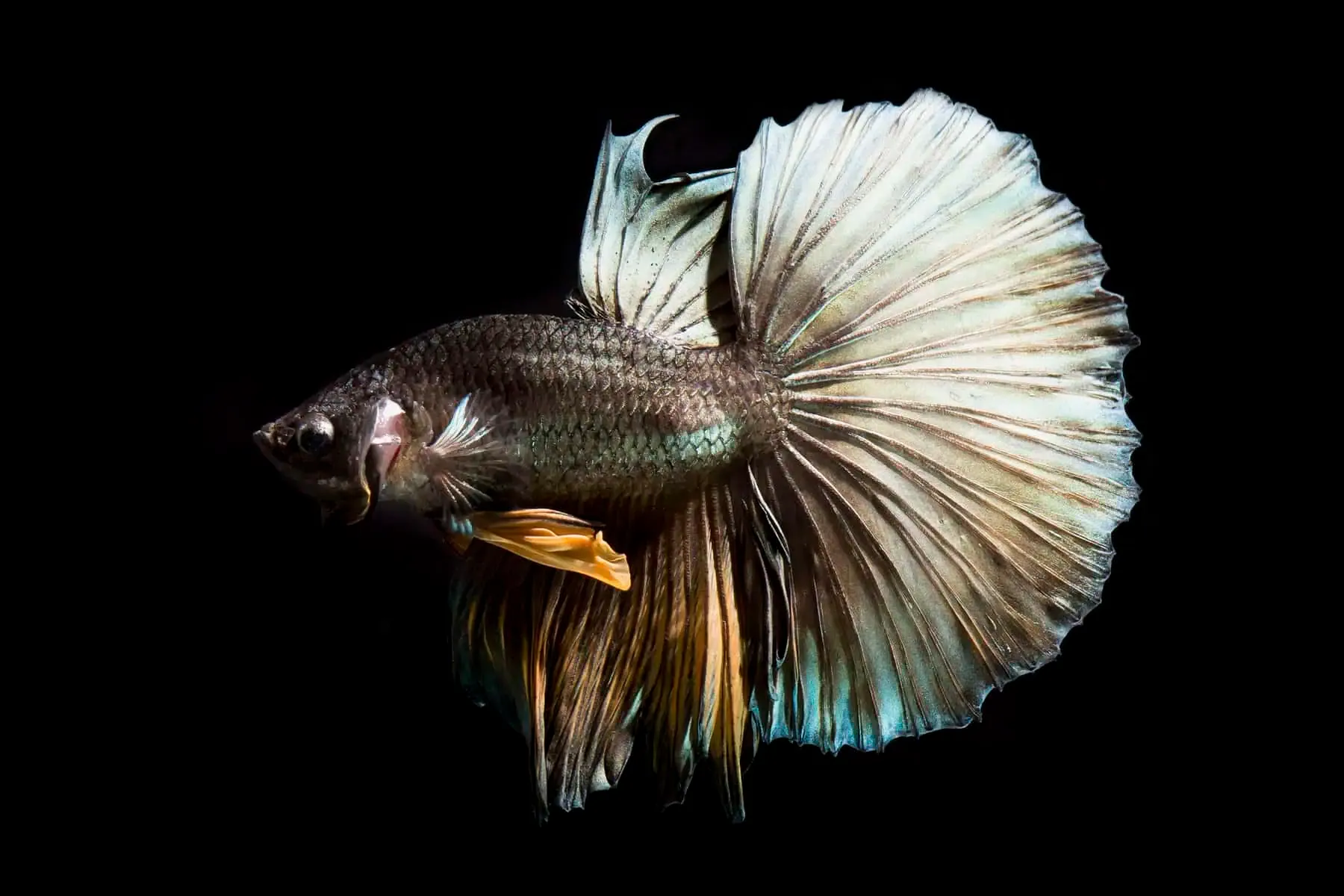 Image of Halfmoon Copper Betta Male