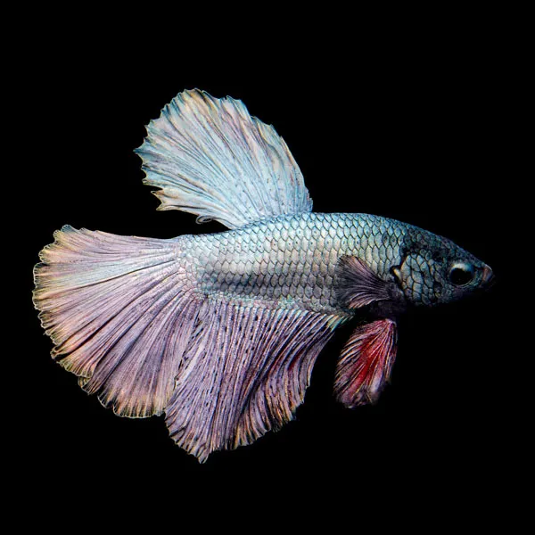 Image of Halfmoon Copper Betta Male