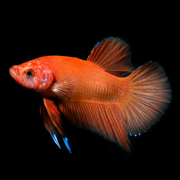 Image of Orange Betta Male