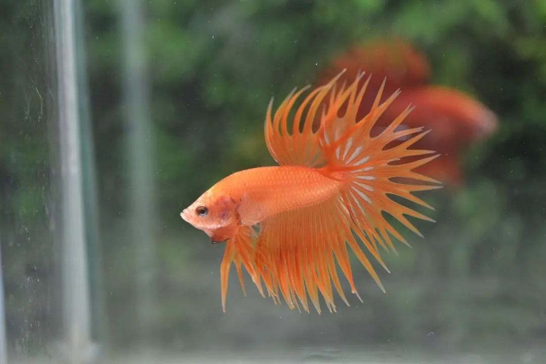 Image of Orange Crowntail Betta Male