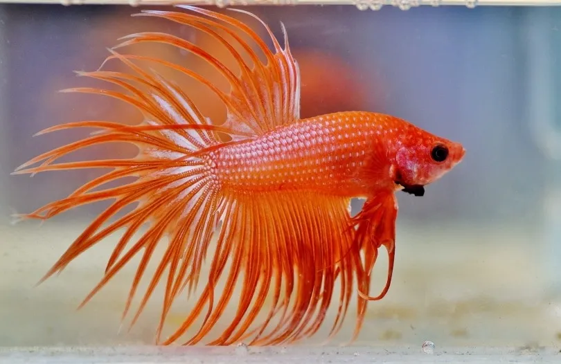 Image of Orange Crowntail Betta Male