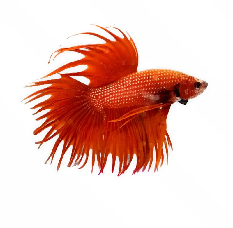 Image of Orange Crowntail Betta Male