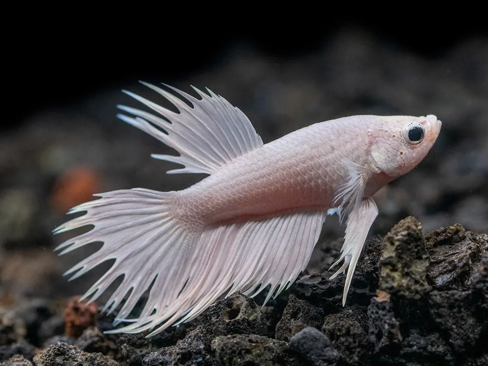 Image of Platinum Crowntail Betta Male