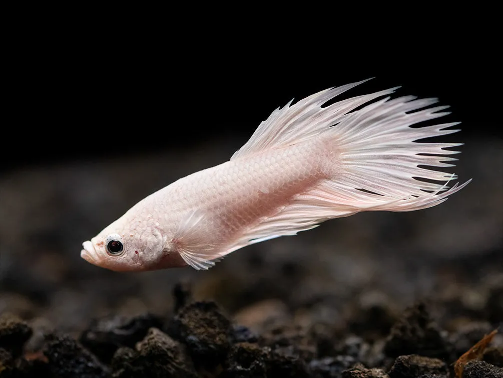 Image of Platinum Crowntail Betta Male