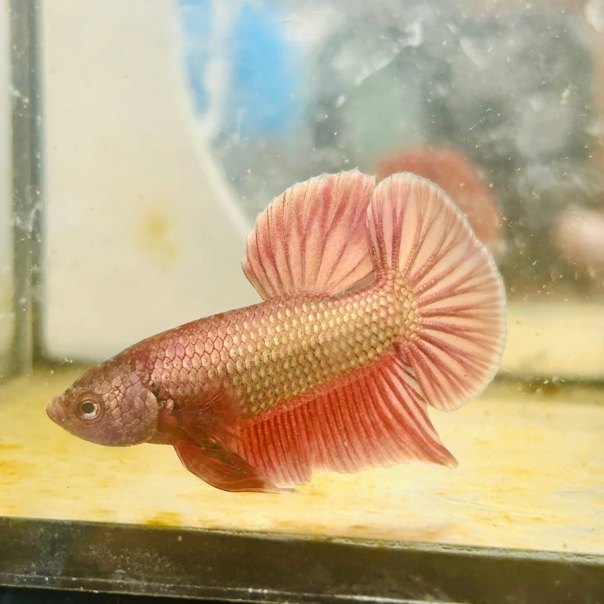 Image of Purple Gold Betta Male