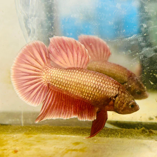 Image of Purple Gold Betta Male