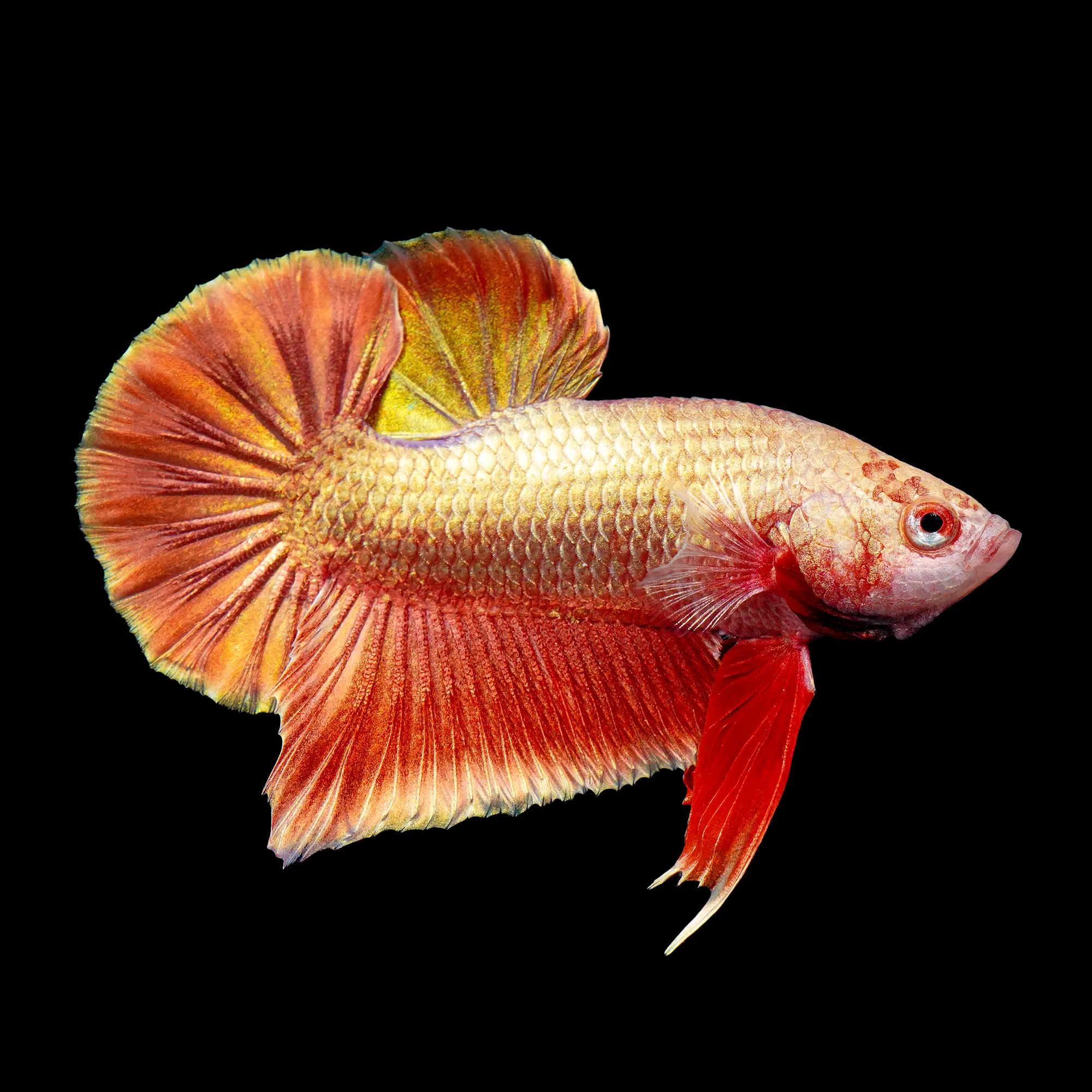 Image of Purple Gold Betta Male