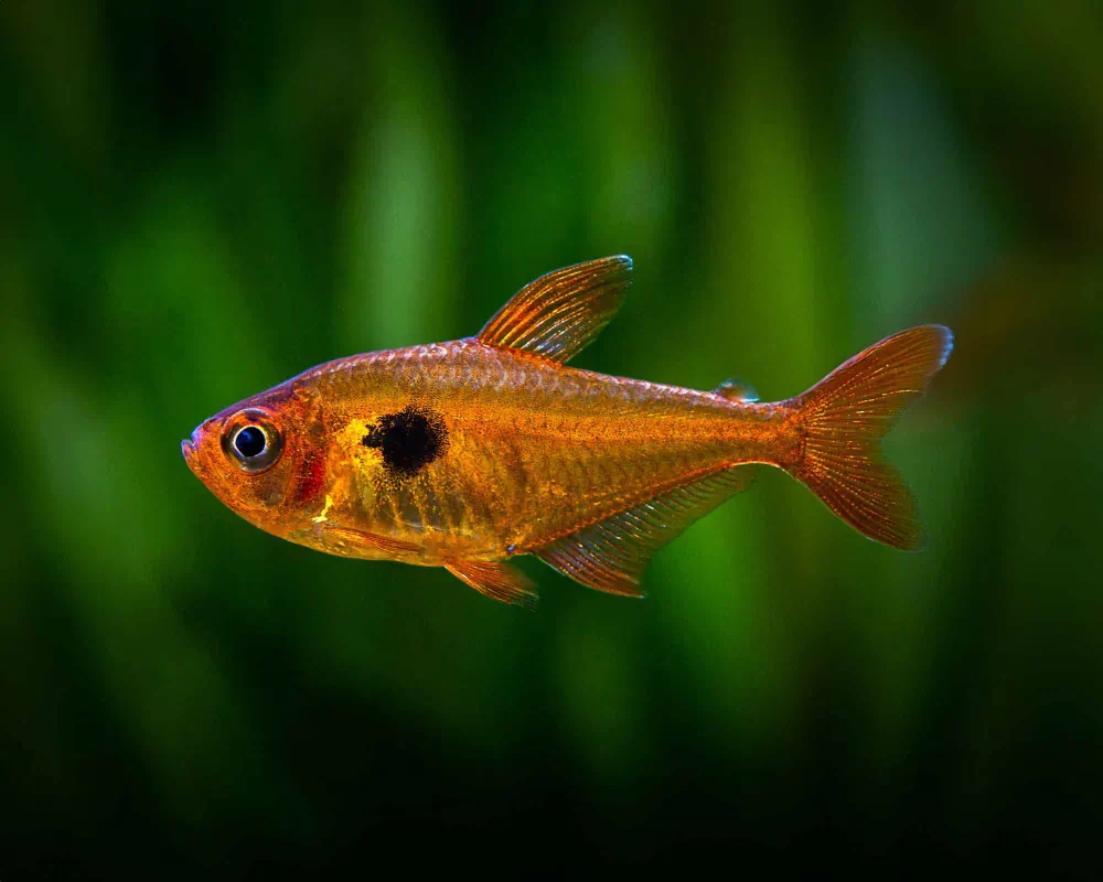Image of Serpae tetra   Hyphessobrycon serpae