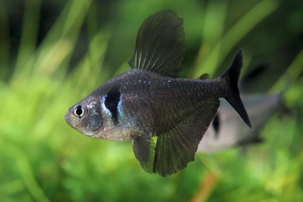 Megalamphodus megalopterus (Black Phantom Tetra)