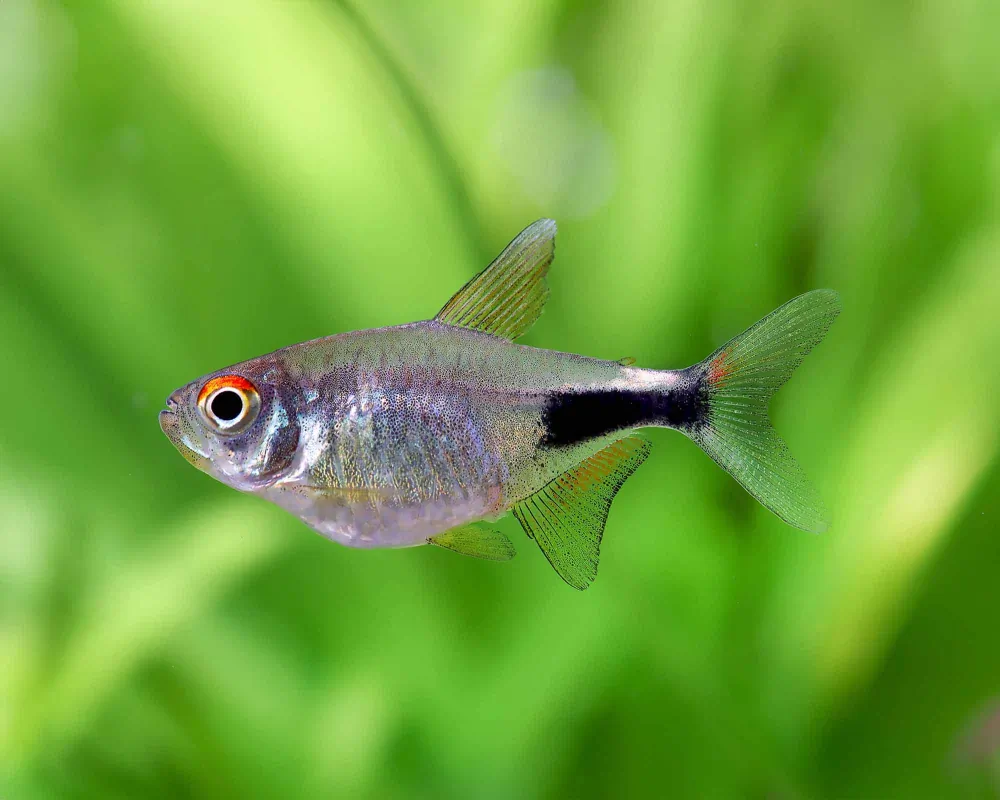Hemigrammus pulcher (Carbuncle Tetra)