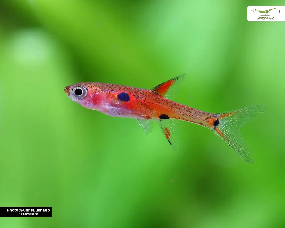 Image of dwarf danio boraras maculatus