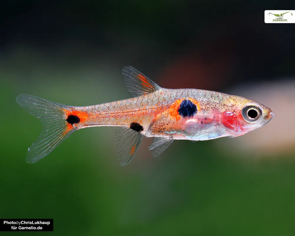 Image of dwarf danio boraras maculatus