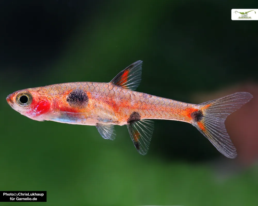 Image of dwarf danio boraras maculatus