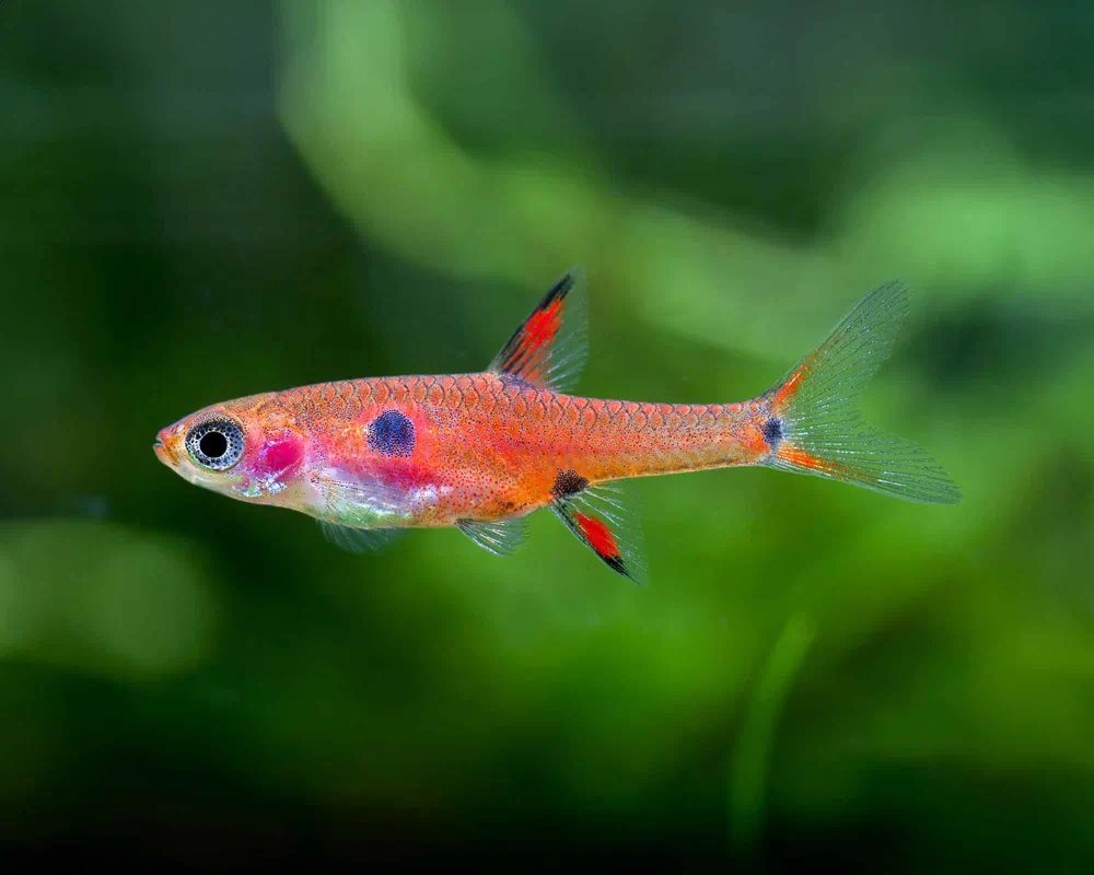 Image of dwarf danio boraras maculatus