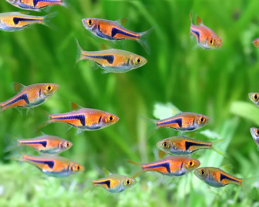 Image of espes wedge spotted danio trigonostigma rasbora espei