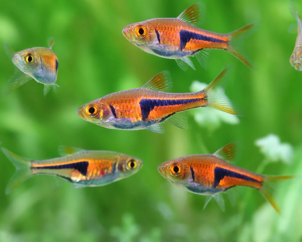 Image of espes wedge spotted danio trigonostigma rasbora espei