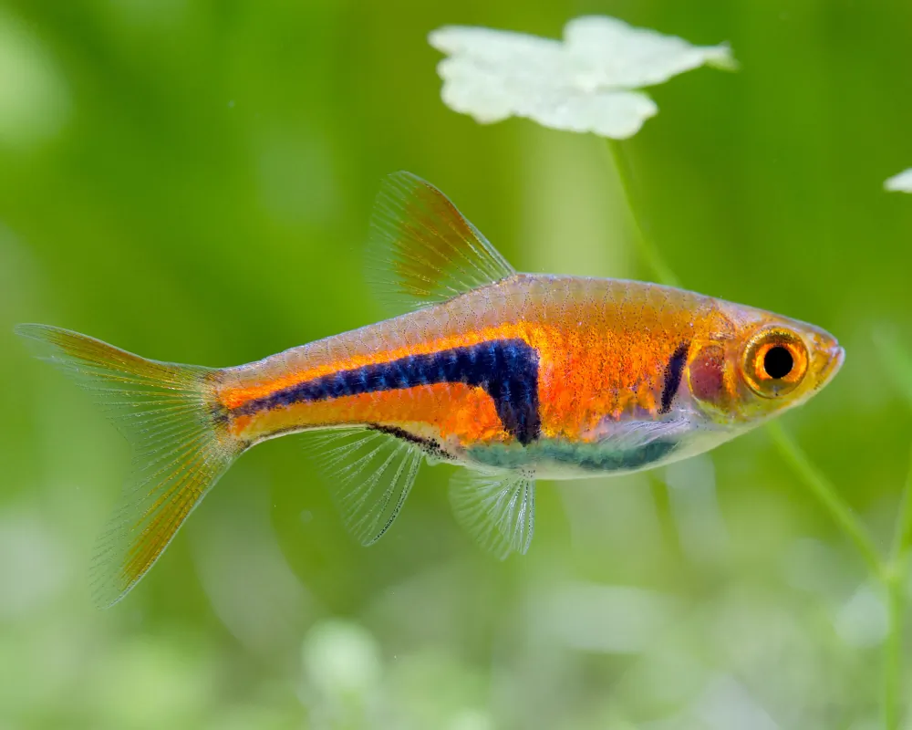 Image of espes wedge spotted danio trigonostigma rasbora espei