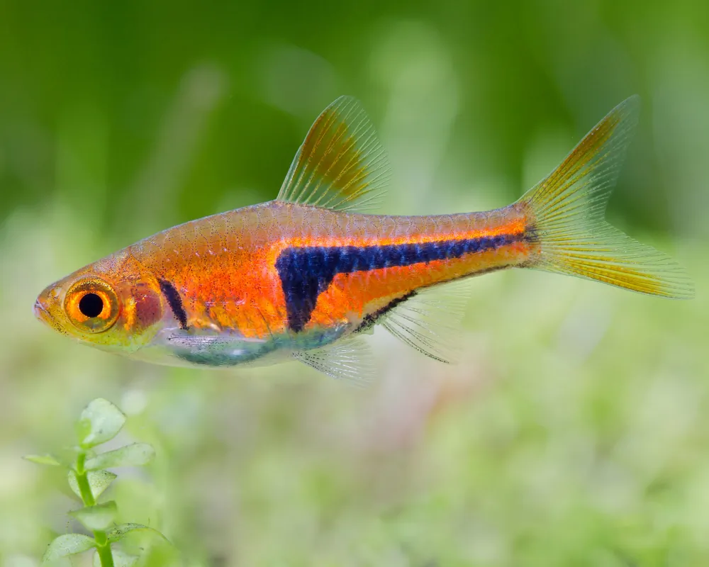 Image of espes wedge spotted danio trigonostigma rasbora espei
