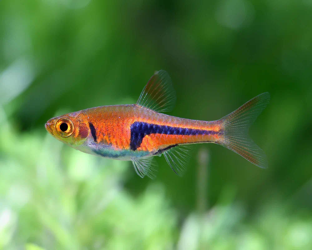 Image of espes wedge spotted danio trigonostigma rasbora espei