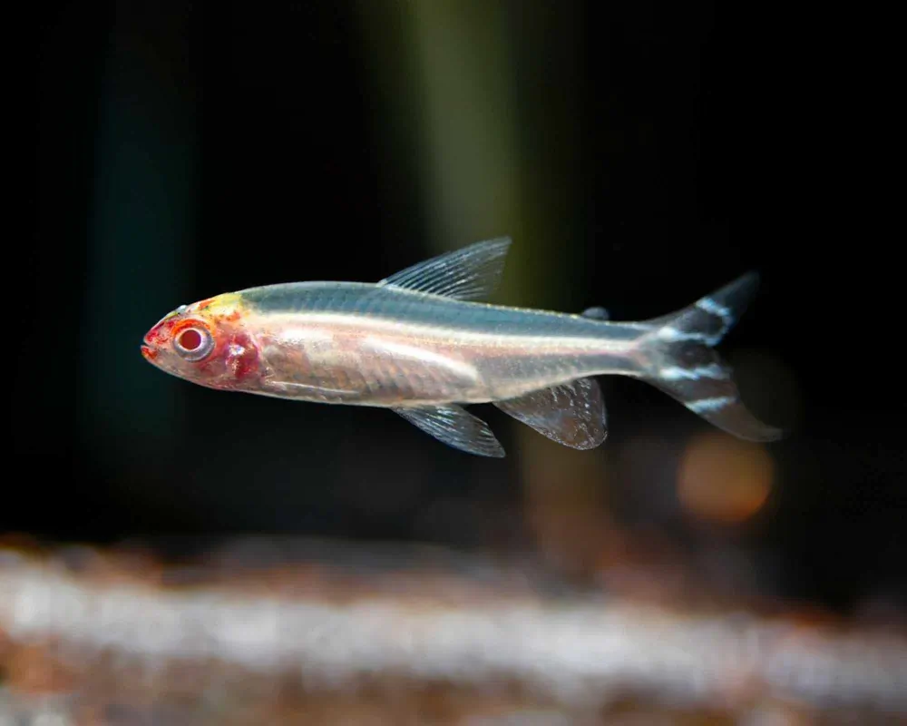 Hemigrammus bleheri (Golden Redhead Tetra)