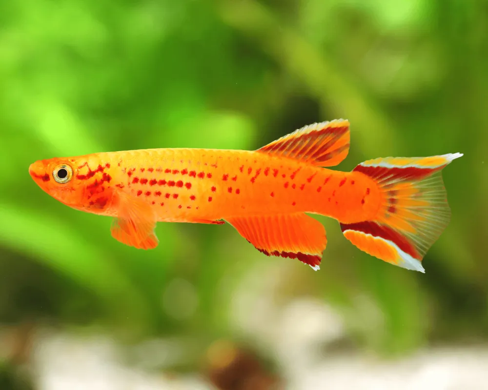 Aphyosemion australe (Golden Lyretail Killifish)