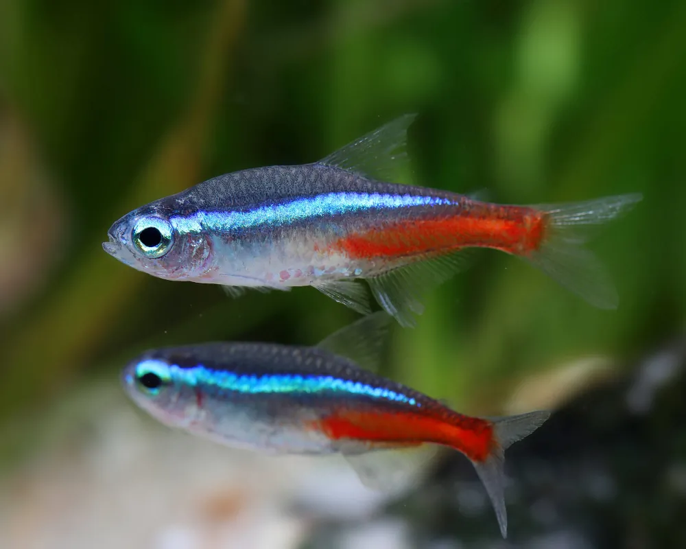 Image of neon tetra paracheirodon innesi