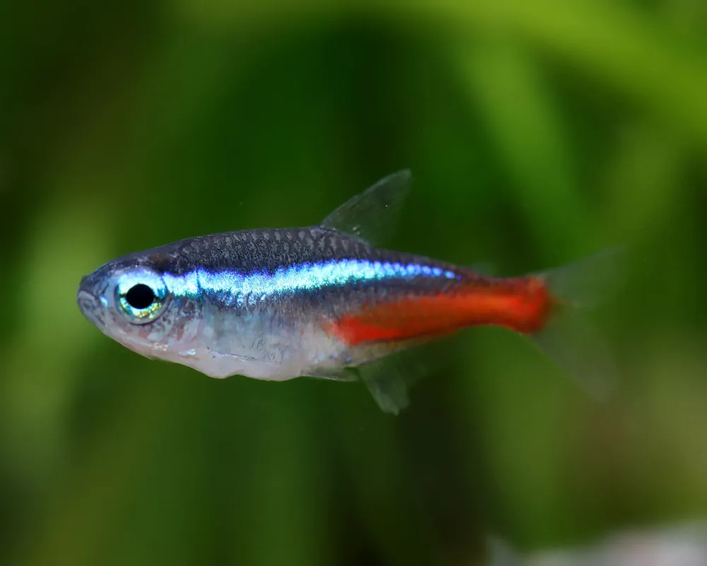Image of neon tetra paracheirodon innesi
