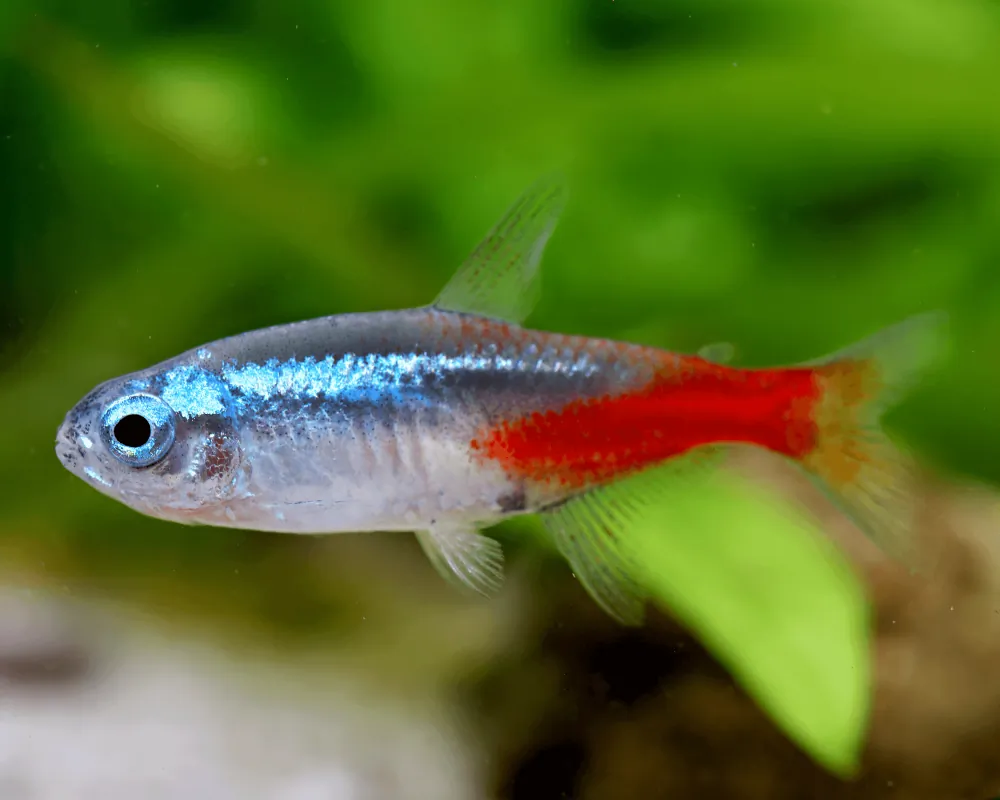 Image of neon tetra paracheirodon innesi