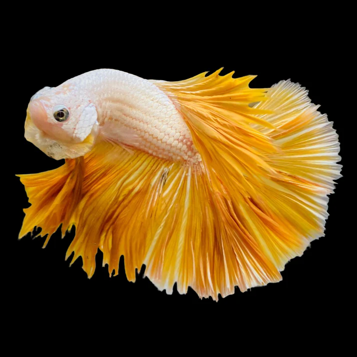 Image of yellow dragon halfmoon betta fish