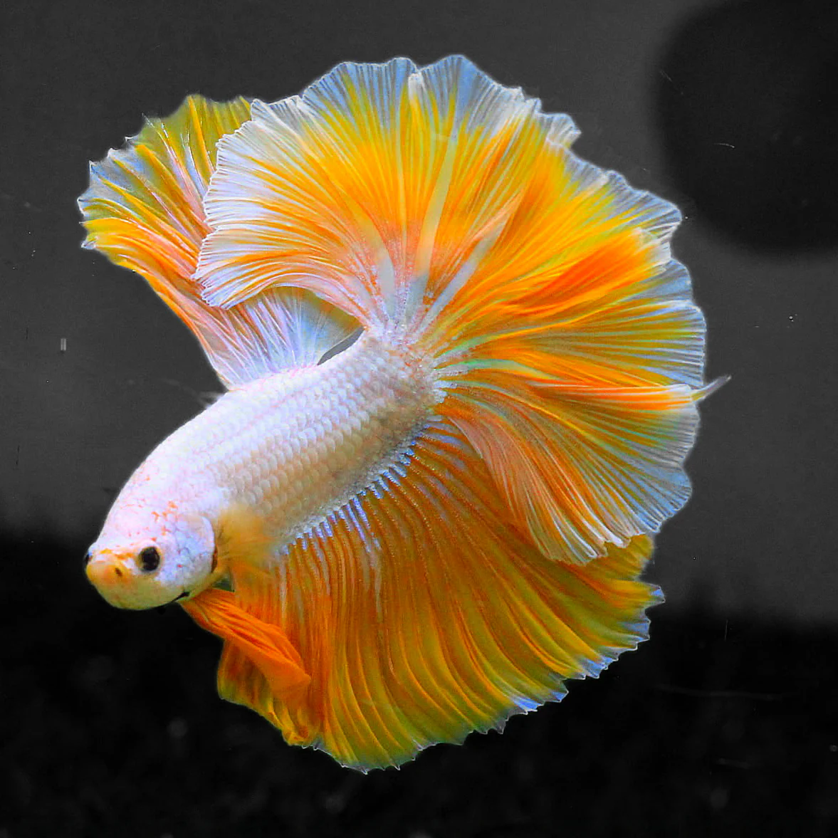 Image of yellow dragon halfmoon betta fish