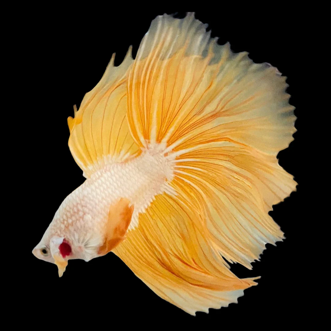 Image of yellow dragon halfmoon betta fish