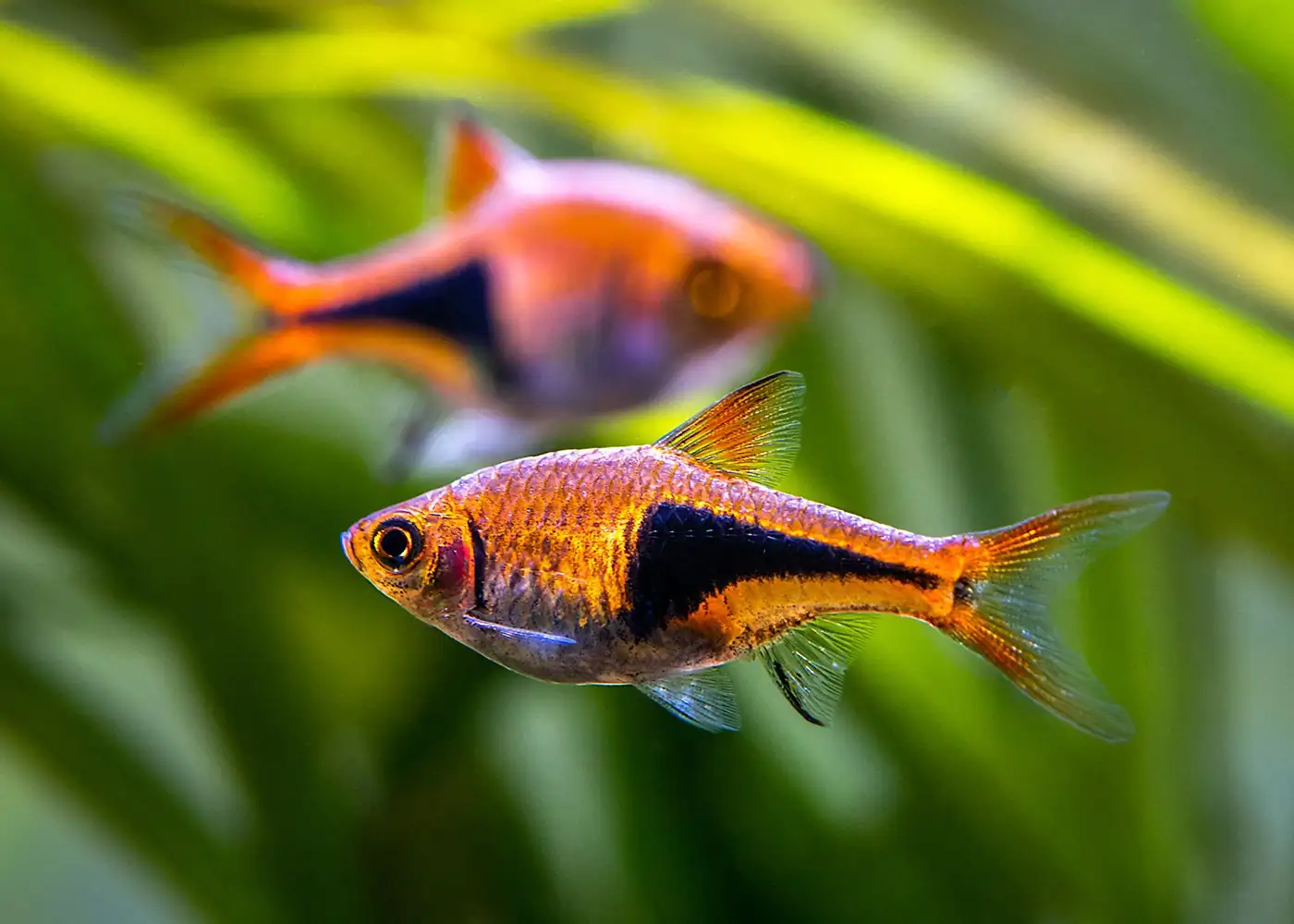 Harlequin Rasbora - Aquarium Libraries