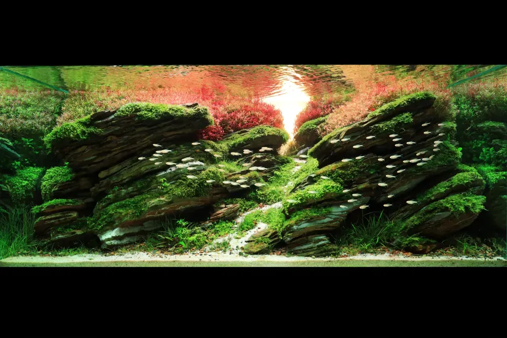 Twilight - IIAC 2023 #10 - KIAC 2023 #11