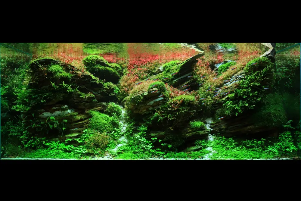 Peaceful - IADC 2024 #26