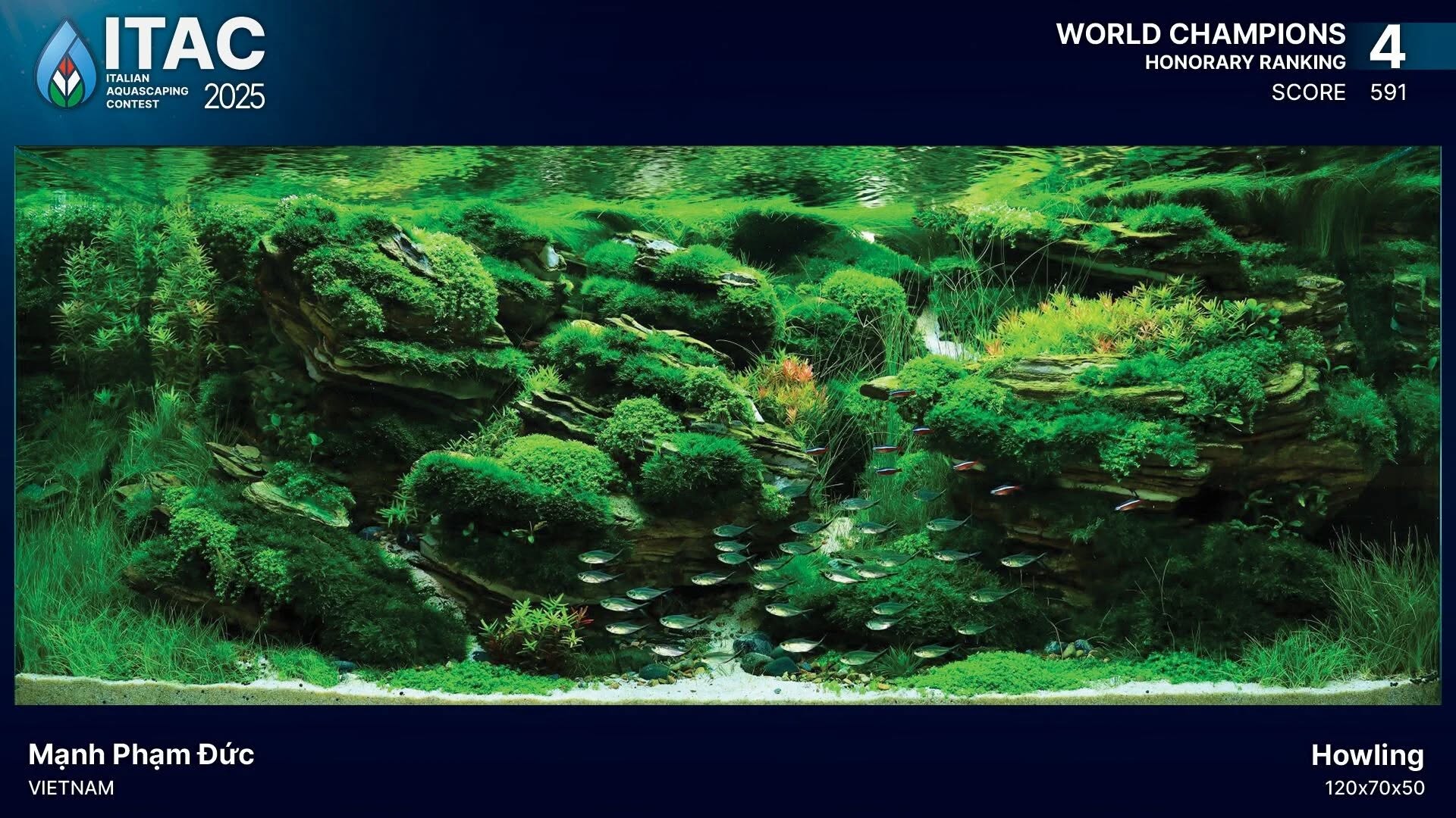 Aquascaping steps | Beauty in Limitations: The New Life of Old Stones