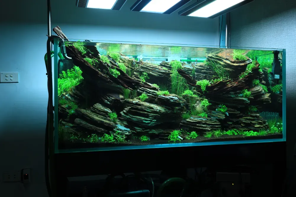 Maintenance and Welcoming New Inhabitants