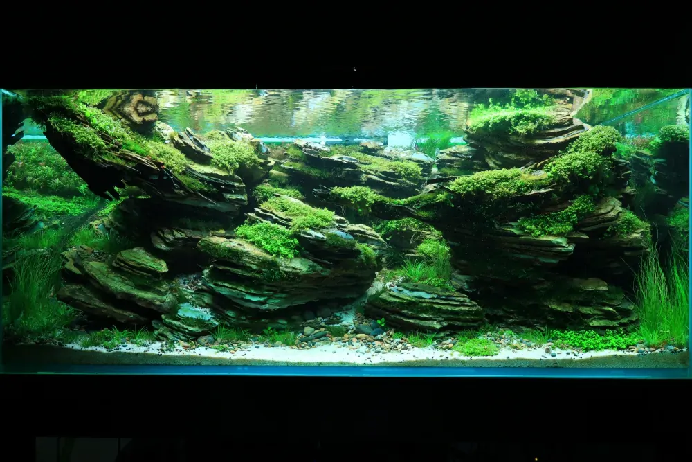 Maintenance and Welcoming New Inhabitants