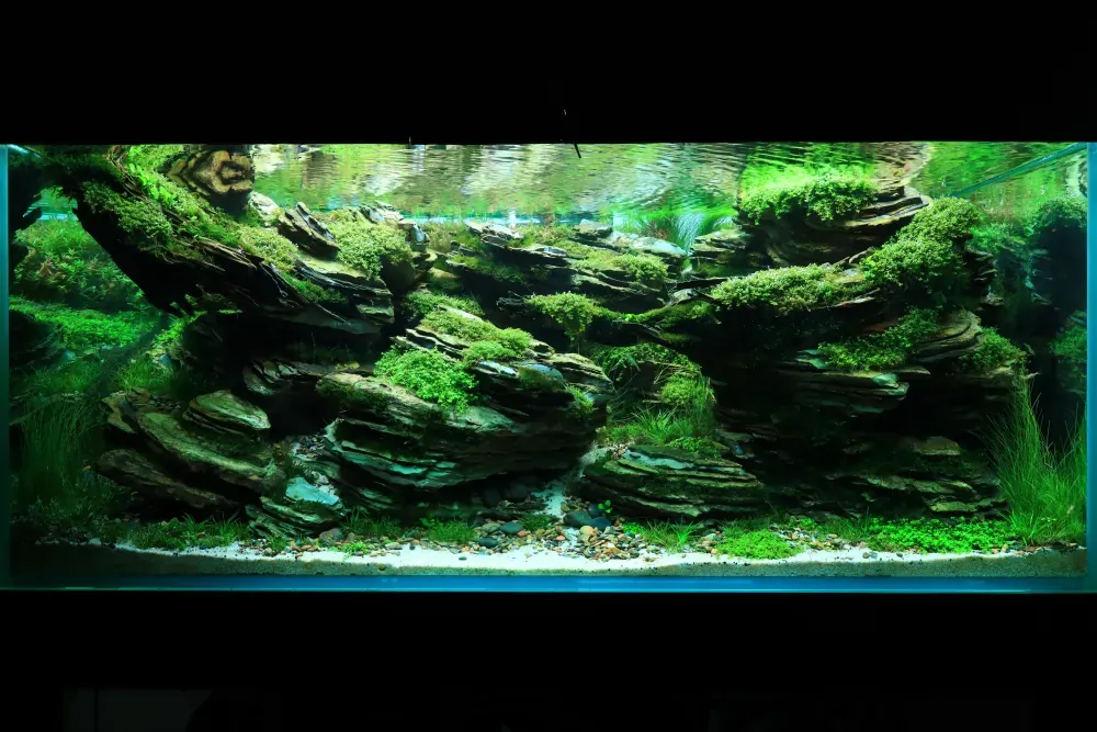 Maintenance and Welcoming New Inhabitants