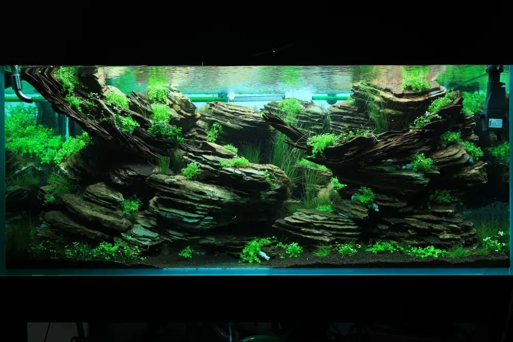 Maintenance and Welcoming New Inhabitants