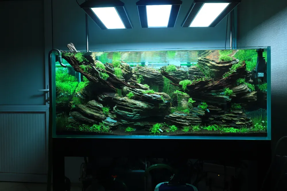 Maintenance and Welcoming New Inhabitants