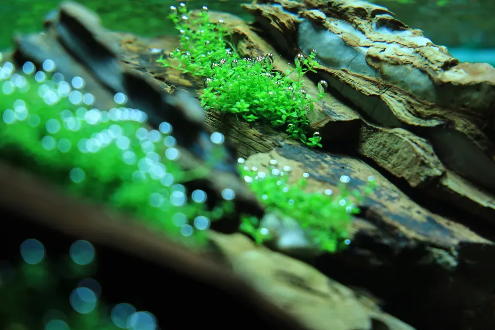 Planting: Mending an Unfinished Picture