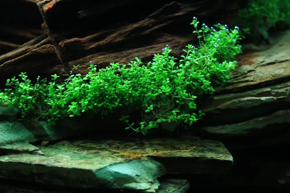 Planting: Mending an Unfinished Picture