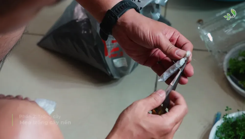 Planting: Mending an Unfinished Picture