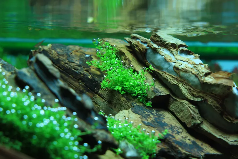 Planting: Mending an Unfinished Picture