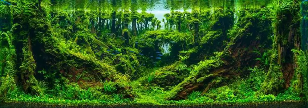 Step by step progression forest aquarium - Hai Xue / Taiwan