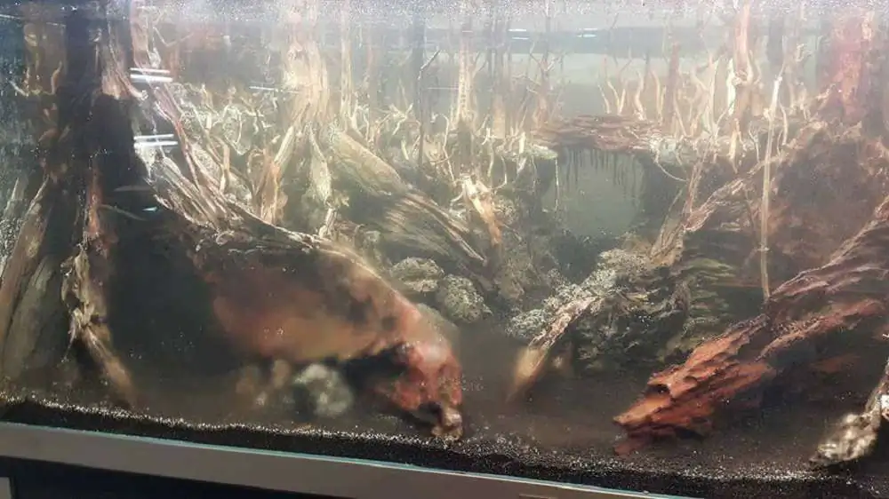 Step by step progression forest aquarium - Hai Xue / Taiwan