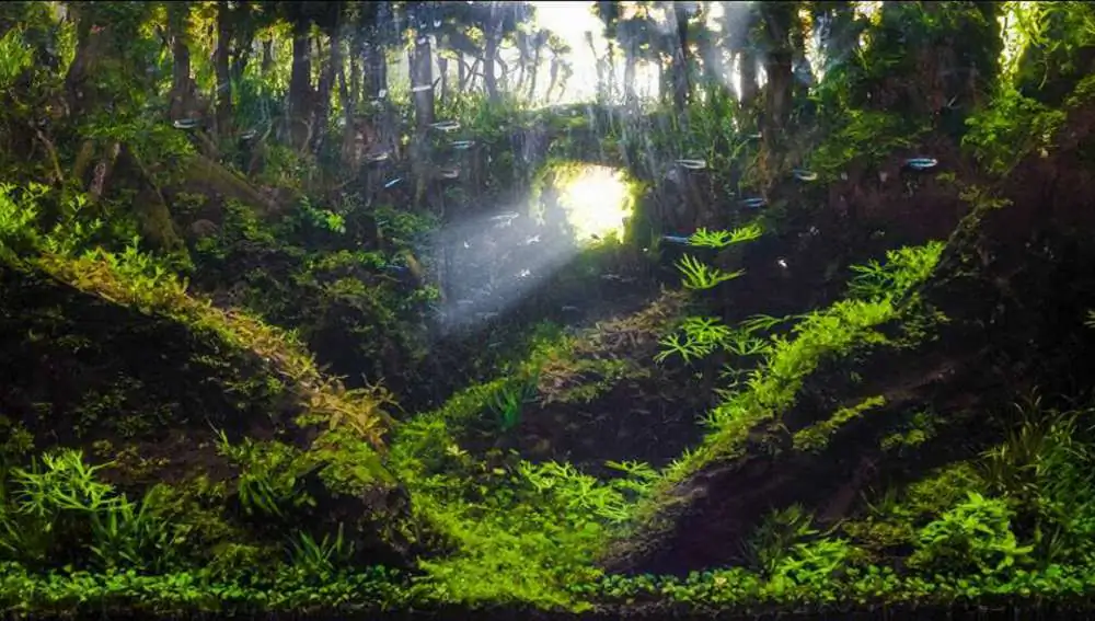 Step by step progression forest aquarium - Hai Xue / Taiwan