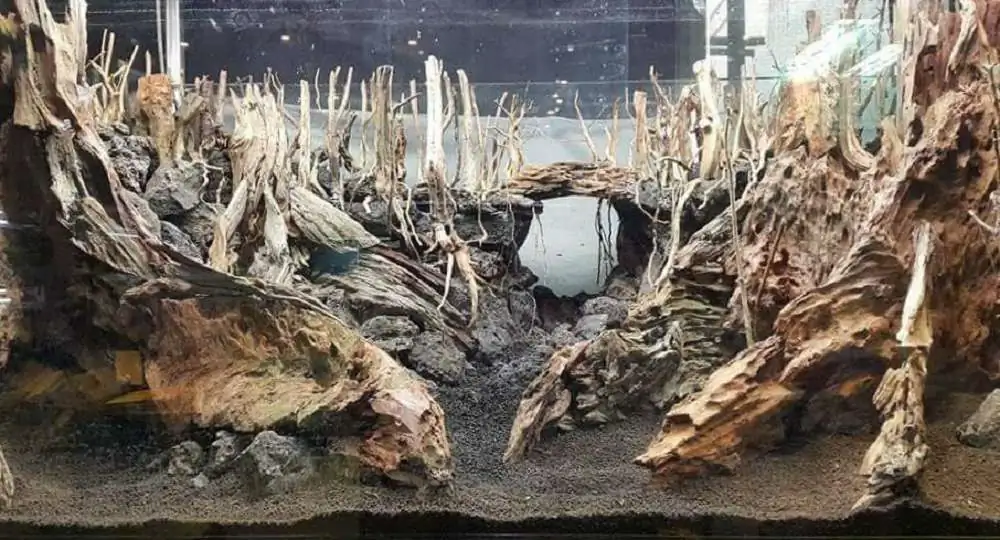 Step by step progression forest aquarium - Hai Xue / Taiwan